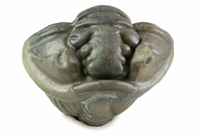 Wide Enrolled Flexicalymene Trilobite - Mt Orab, Ohio #375064